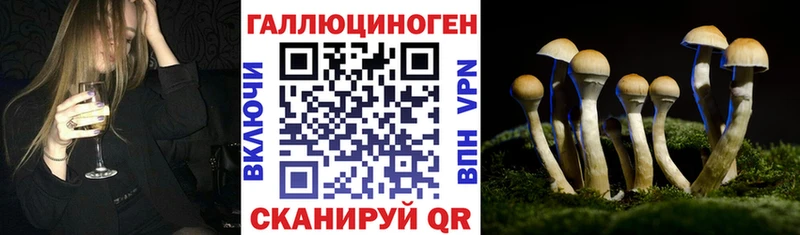 Псилоцибиновые грибы Psilocybine cubensis  Зеленогорск 